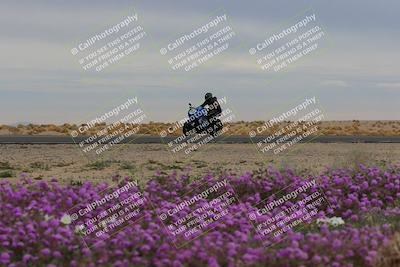 media/Jan-14-2023-SoCal Trackdays (Sat) [[497694156f]]/Turn 14 Exit Bloomig (145pm)/